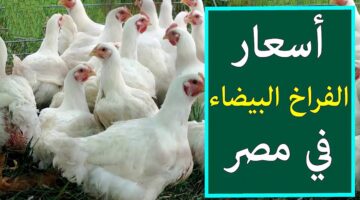 خزني واملي التلاجة.. اسعار الفراخ والكتاكيت اليوم السبت 27 ابريل