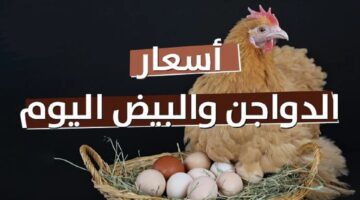 كيلو الفراخ بكام؟.. بورصة الدواجن اليوم الثلاثاء 2 ابريل 2024 وسعر كرتونة البيض