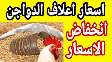 مفاجاة في سعر العلف.. اسعار الاعلاف اليوم الثلاثاء 2ابريل