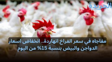 مفاجاه في سعر الفراخ انهاردة.. انخفاض اسعار الدواجن والبيض بنسبة 15% من اليوم
