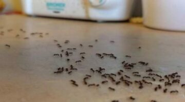 وداعًا للنمل .. تخلص من النمل نهائيًا بشكل فعال في فصل الصيف بمكونات طبيعية