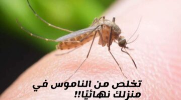 مش هيرجع تاني.. 3 حيل مبتكرة للقضاء على الناموس من المنزل بدون صاعق أو مبيدات