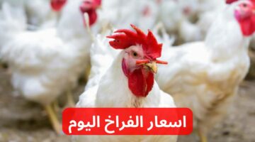 ارتفاع مفاجئ مرة أخرى !! .. اعرف دلوقتي اسعار الفراخ اليوم في بورصة الدواجن