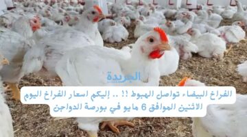 الفراخ البيضاء تواصل الهبوط !! .. إليكم اسعار الفراخ اليوم الاثنين الموافق 6 مايو في بورصة الدواجن