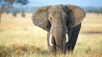 ليس الفيل.. من هو أضخم حيوان في العالم؟